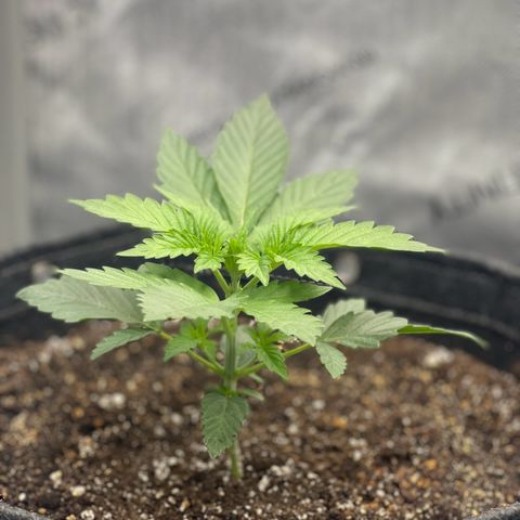 Lit Marker growlog timeline photo