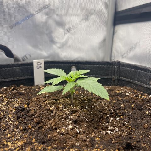 OG Kush growlog timeline photo