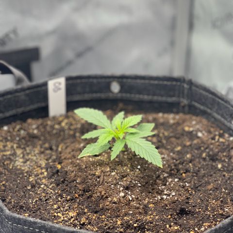 OG Kush growlog timeline photo