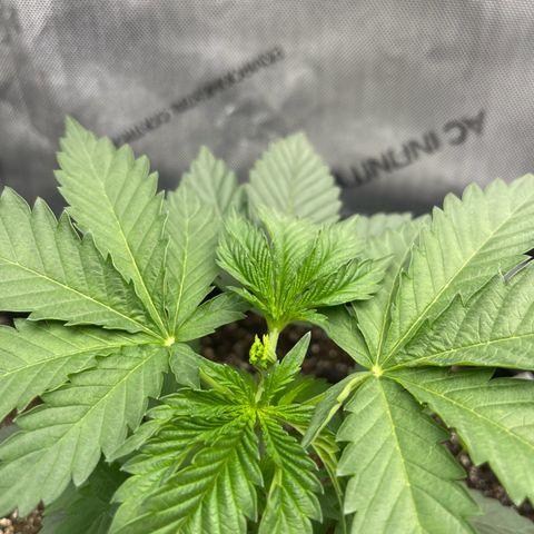 Lit Marker growlog photo: FIM Performed - before and after