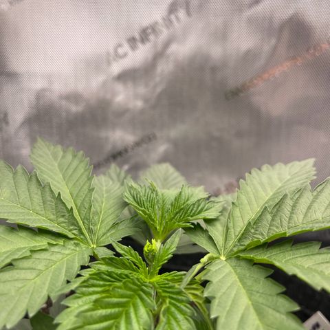 Lit Marker growlog photo: FIM Performed - before and after