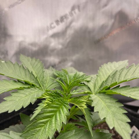 Lit Marker growlog photo: FIM Performed - before and after