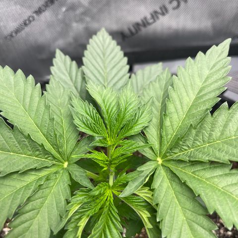 Lit Marker growlog photo: FIM Performed - before and after