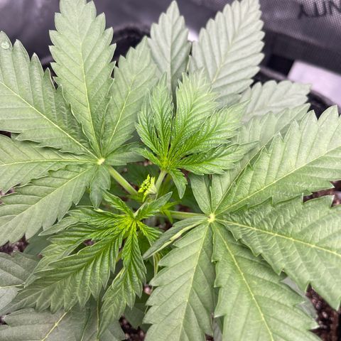 Lit Marker growlog photo: FIM Performed - before and after