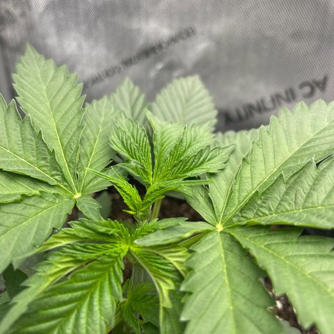 Lit Marker growlog photo: FIM Performed - before and after