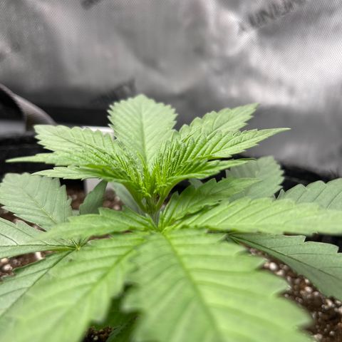 OG Kush growlog photo: Before topping