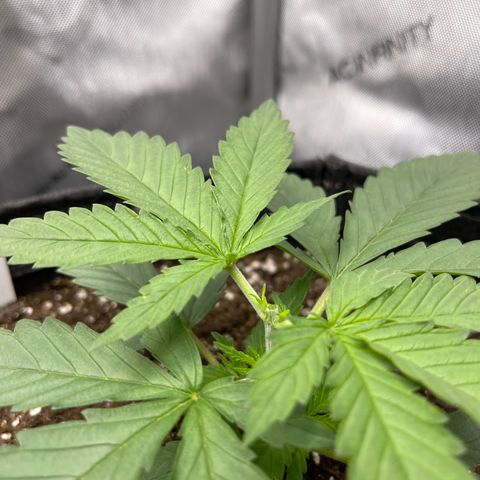 OG Kush growlog photo: After topping