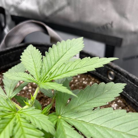 OG Kush growlog photo: After topping