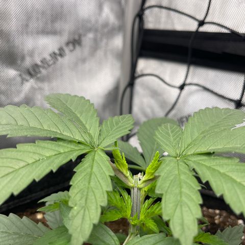 OG Kush growlog photo: New mains