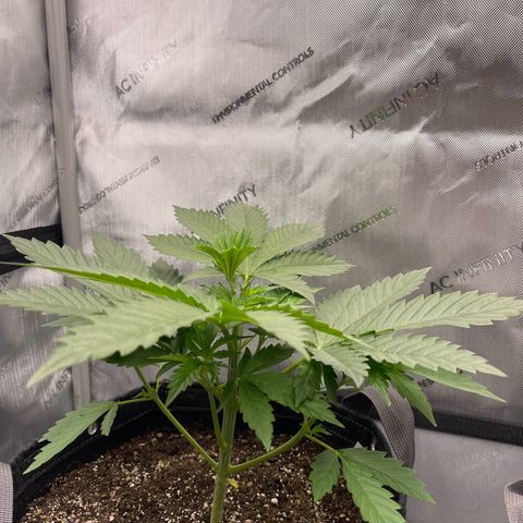 Lit Marker growlog timeline photo