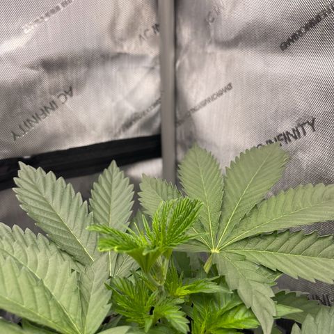 Lit Marker growlog timeline photo