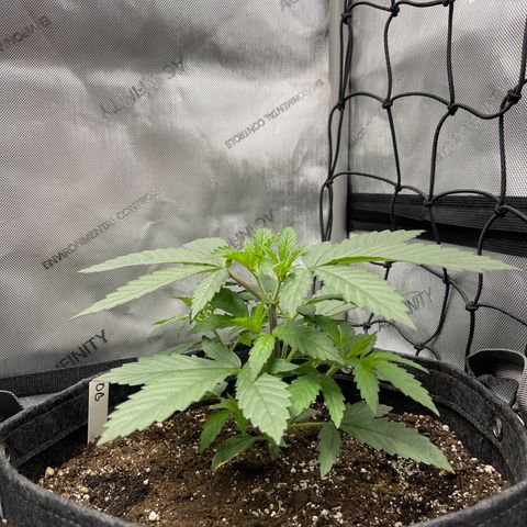 OG Kush growlog timeline photo