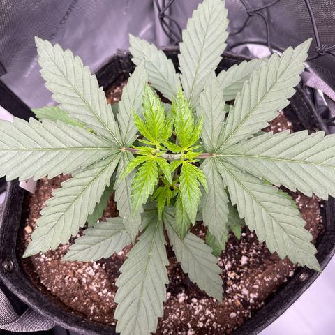 OG Kush growlog timeline photo