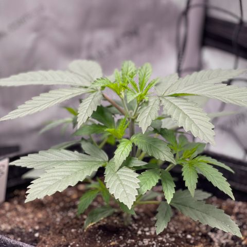 OG Kush growlog timeline photo