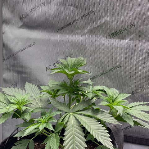 Lit Marker growlog timeline photo
