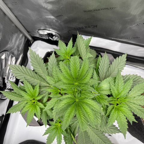 Lit Marker growlog timeline photo