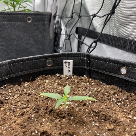 Harlequin growlog timeline photo