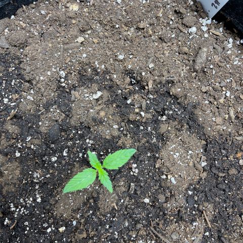 Harlequin growlog timeline photo
