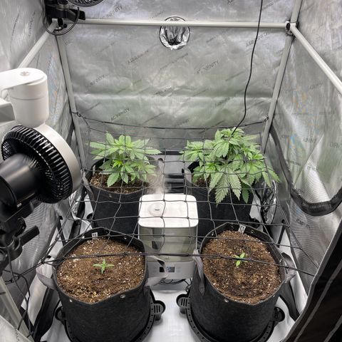 Lit Marker growlog timeline photo