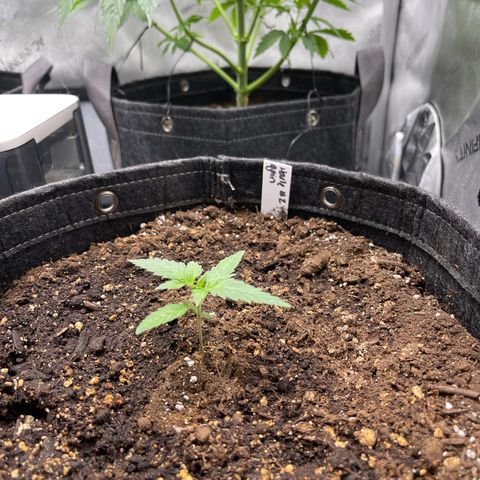 Harlequin growlog timeline photo