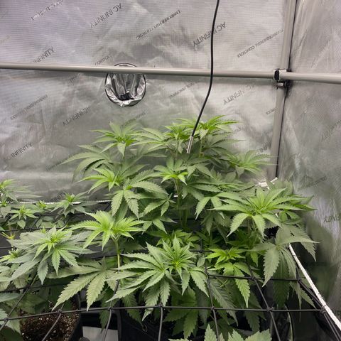 Lit Marker growlog photo: Before and After Defoil - Last Defoil before flipping to flower
