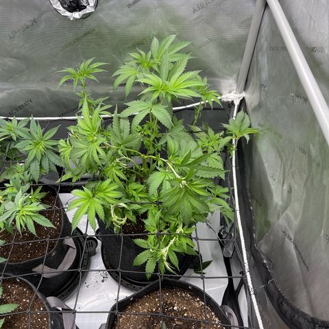 Lit Marker growlog photo: Before and After Defoil - Last Defoil before flipping to flower