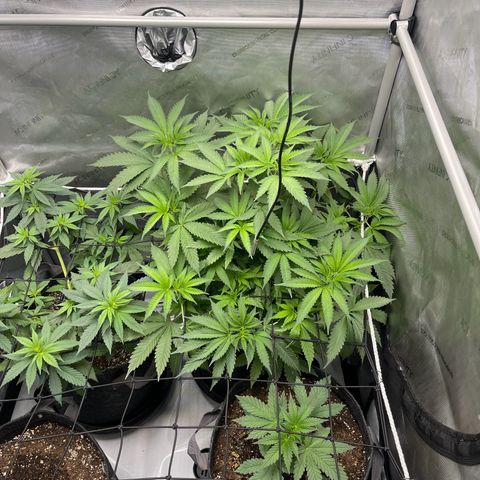 Lit Marker growlog photo: Before and After Defoil - Last Defoil before flipping to flower