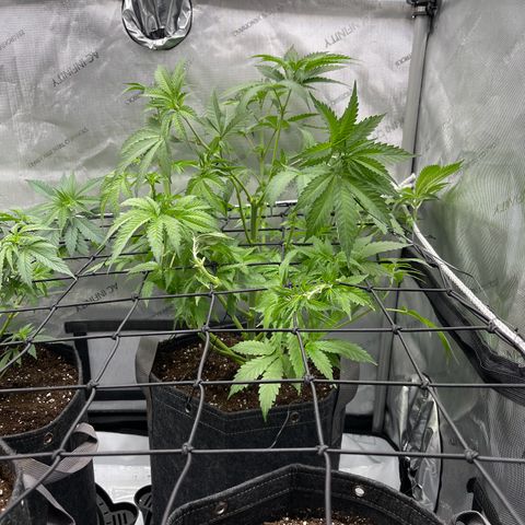 Lit Marker growlog photo: Before and After Defoil - Last Defoil before flipping to flower