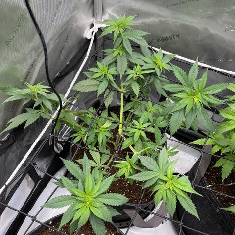 OG Kush growlog photo: After very light Defoil - let defoil before flipping to flower