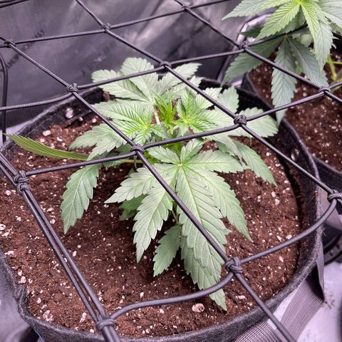 Harlequin growlog timeline photo