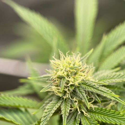 Lit Marker growlog timeline photo