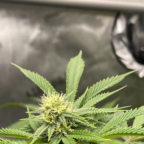 Lit Marker growlog timeline photo