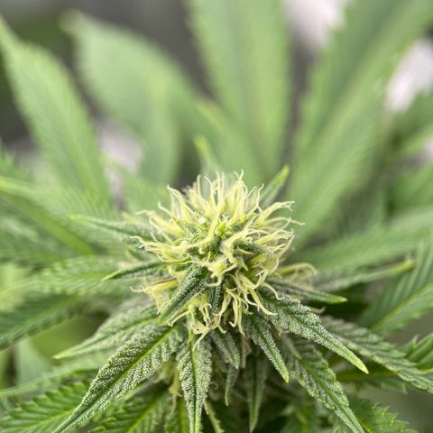 Lit Marker growlog timeline photo