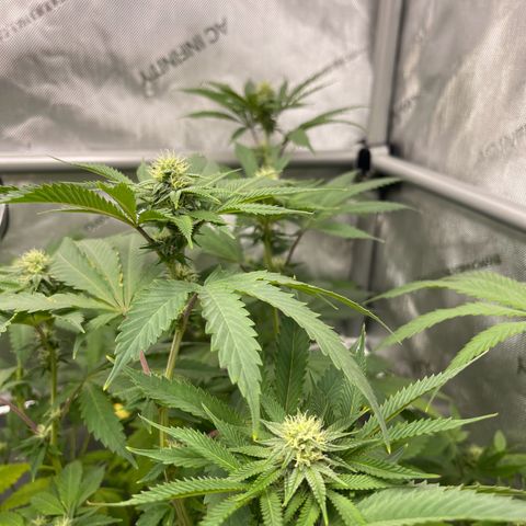 Lit Marker growlog timeline photo