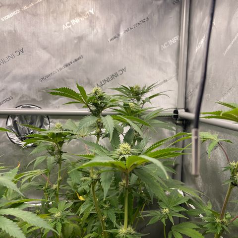 Lit Marker growlog timeline photo