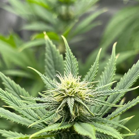 OG Kush growlog timeline photo