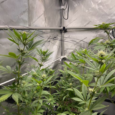OG Kush growlog timeline photo