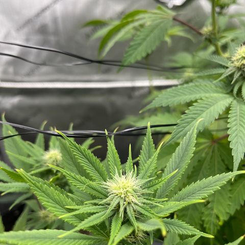 OG Kush growlog timeline photo