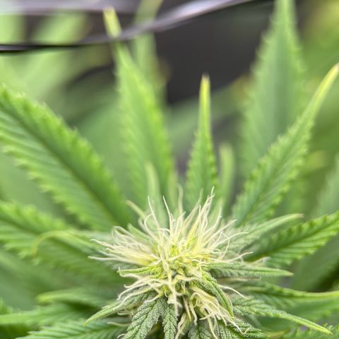 OG Kush growlog timeline photo