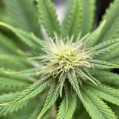 OG Kush growlog timeline photo