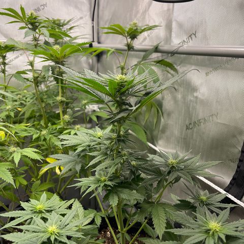 Harlequin growlog timeline photo