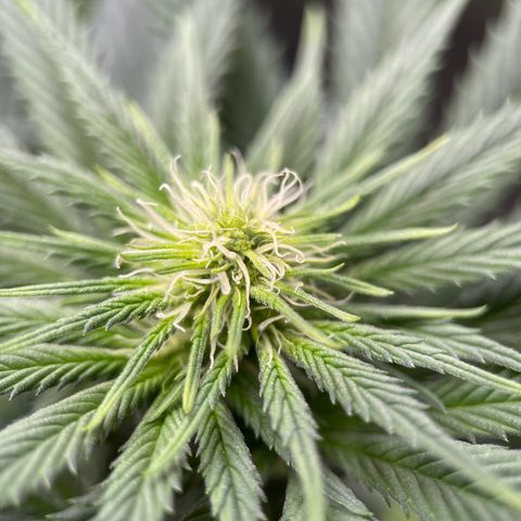 Harlequin growlog timeline photo