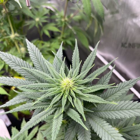 Harlequin growlog timeline photo
