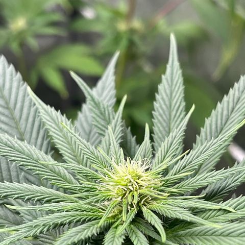 Harlequin growlog timeline photo