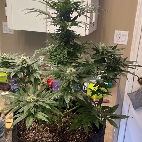 Harlequin growlog timeline photo