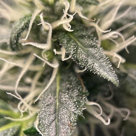 Harlequin growlog timeline photo