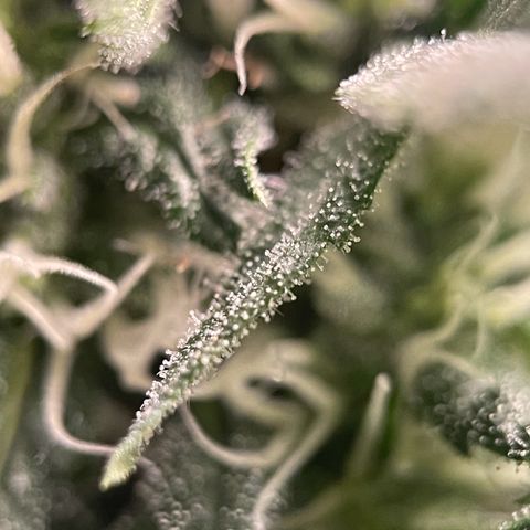 Harlequin growlog timeline photo
