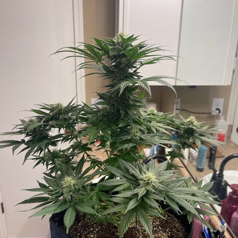 Harlequin growlog timeline photo