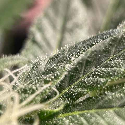 Harlequin growlog timeline photo