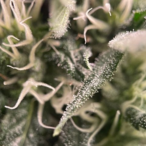 Harlequin growlog timeline photo